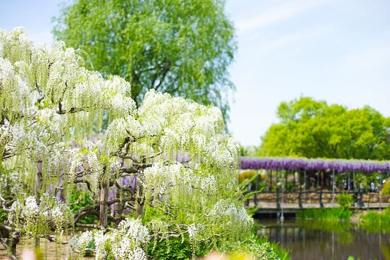 Instagrammable Places (Ashikaga Flower Park)