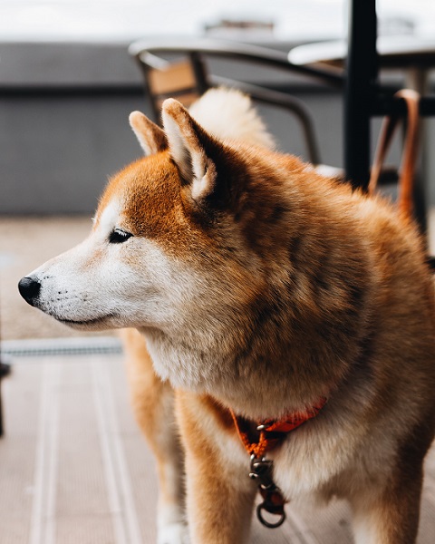 Cute Japanese Dog | FAIR Inc