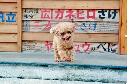 Japanese Dog Names | FAIR Inc