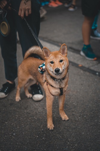 Hachiko | FAIR Inc