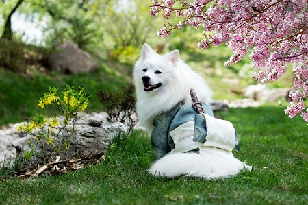 Japanese Dog Sakura | FAIR Inc